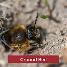 Now that you know what bumble bees look like and how they differ from honey bees and carpenter bees, what happens when if you need to get rid of bumble bees in the ground, however, this may not be possible. How To Get Rid Of Ground Bees Simple Guide Pest Strategies