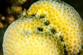 Image result for Pavonia clathrata