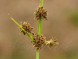 Image result for Cyperus difformis