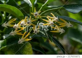 Image result for hoya multiflora