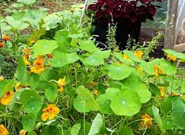 Image result for Nasturtium