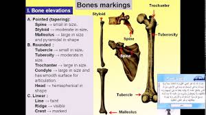 The lateral malleolus is the bone marking that can be palpated at the distal end of the fibula. Magdy Said Anatomy Series An Intoduction To Human Anatomy 5 Bone Markings Youtube