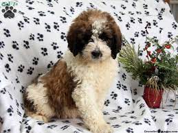 Saint berdoodles are generally very laid back, sweet and intelligent. Saint Berdoodle Puppies For Sale Greenfield Puppies