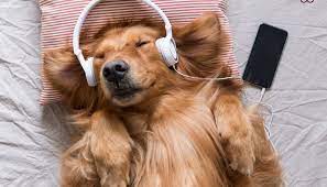 Pet Owners Can Now Create Playlist For Their Pets Sada El Balad