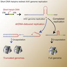Image result for Gold 1998 AAV