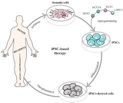 Undergraduates & graduates faculty, researchers, & staff alumni, industry, & community what… read more Pharmaceuticals Free Full Text Filling The Gap Neural Stem Cells As A Promising Therapy For Spinal Cord Injury Html