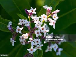 Image result for Aloysia citrodora