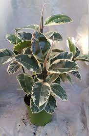Ficus Elastica Tineke Plant In 14 Pot About 42 54 Tall Nice Variegated Plants Rubber Tree Plant Plants