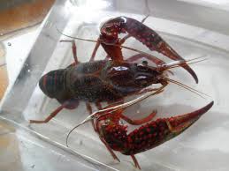 We did not find results for: å·¨çªã¢ã¡ãªã«ã¶ãªã¬ã ãªã¹ 11 From Scratch