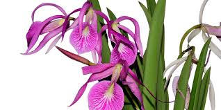 Image result for Cavacoa aurea