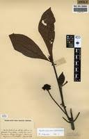 Image result for Psychotria peduncularis