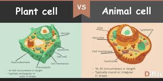 Maybe you would like to learn more about one of these? Animal Cell Vs Plant Cell Biology Quizizz