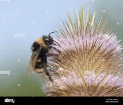 Image result for Bombus balteatus
