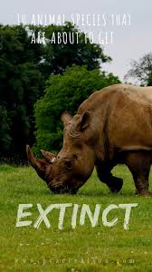 10 Critically Endangered Species Of India Pracreation Critically Endangered Species Animal Species Wildlife Facts