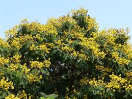 Image result for Peltophorum pterocarpum