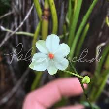 Image result for Aerangis splendida