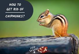 But if you know what you're doing, you can deter them naturally. Chipmunk Control How To Get Rid Of Chipmunks Pest Samurai