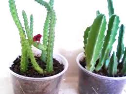 Truly original gifts · fresh flower guarantee · 24/7 customer service Stinking Flowers Stapelia Huernia Youtube
