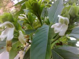 Image result for Justicia heterocarpa