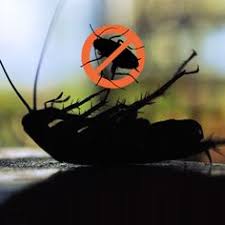 Pest control service in dubai, united arab emirates. 7 Pest Control Dubai Ideas Pests Pest Control Garden Pests