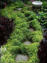 Mondo Grass Lilyturf Ophiopogon