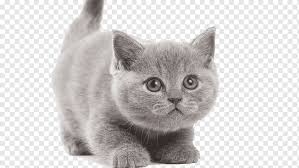 We strive to raise healthy, loving kittens that uphold the breed's standards. British Shorthair Chartreux Turkish Angora Persian Cat Kitten Kitten Mammal Cat Like Mammal Animals Png Pngwing