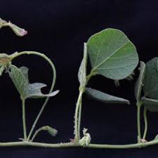 Image result for Rhynchosia albissima