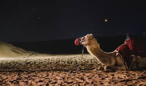 This is the hilarious moment a man on camel plummets head first into sand after a slight wobble in an algerian desert. Camel Dream Meaning And Symbolism