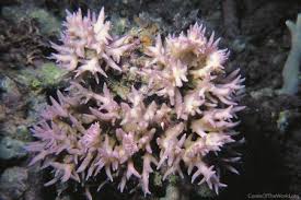 Image result for Pyrostria hystrix