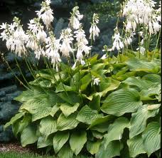 Hosta Royal Standard Jardins Blancs Plantes Vivaces D Ombre Vivaces