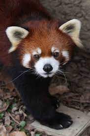 17 Reasons Red Pandas Are Earth Shatteringly Cute Cute Animals Red Panda Baby Red Panda