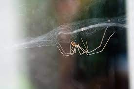 Cellar spiders have also been observed purposely vibrating the webs of other. Cellar Spiders Bulwark Exterminating 2020 4 7 Stars