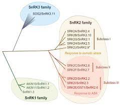 We did not find results for: Plants Free Full Text Growth Promotion Or Osmotic Stress Response How Snf1 Related Protein Kinase 2 Snrk2 Kinases Are Activated And Manage Intracellular Signaling In Plants Html