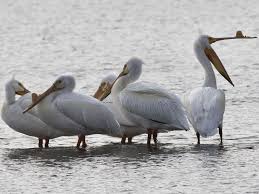 New orleans pelicans (nop) player cap figures, cap, seasons. Pelicans In The Saskatoon Area Over The Years The Star Phoenix