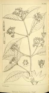 Image result for Baissea