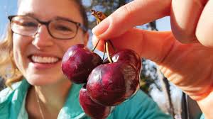 Cherry Tree Planting Guide: Varieties, Pollination, Growing & More!