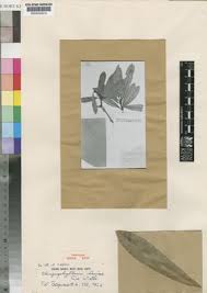 Image result for Englerophytum rwandense