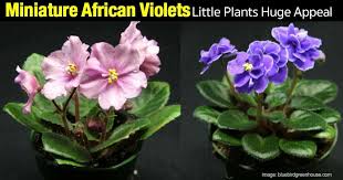 Why do african violet leaves curl or reach upwards? African Violet Care How To Grow African Violet Plants Guide