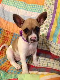 This is my brindle french bullhuahua named stich at 7 months old. French Bullhuahua French Bulldog Chihuahua Mix Info Puppies Pictures Chihuahua Mix French Bulldog Bulldog