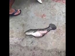 Maybe you would like to learn more about one of these? Pelik Tapi Benar Ikan Berubah Menjadi Haiwan Menyeramkan Youtube