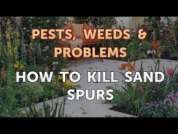 What is the best weed killer for sand spurs? How To Kill Sand Spurs Youtube