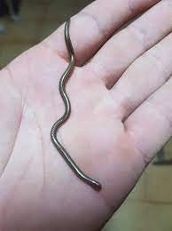 Hedges said the world's smallest bird species, the bee hummingbird, can be found in cuba. Tourbookers The Smallest Snake In The World Not Poisonous Found On Martinique Facebook