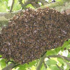 How beekeepers figure the honey source (without laboratory tests). Why Do Bees Leave Your Hive 16 Reasons For Bee Absconding Dengarden