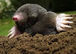 And as for me, these options consume too much time and energy for such a. How To Get Rid Of Moles Handyman Tips