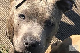 Diese 13 welpen suchen ein neues zuhause. Veterinaramt Sucht Zuhause Fur Sechs Welpen