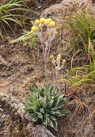 Image result for Helichrysum nitens
