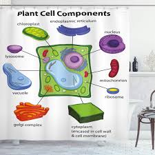 We did not find results for: Amazon Com Ambesonne Science Shower Curtain Chart Showing Plant Cell Components In Cartoon Style Science Living Structure Cloth Fabric Bathroom Decor Set With Hooks 70 Long White Green Home Kitchen
