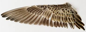 Tan Bird With Black And White Wings Behind The Scenes Of The World S Largest Bird Wing Collection In 2020 Bird Wings Wings Art Wings
