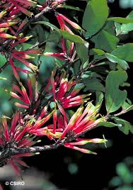 Image result for Dictyophleba