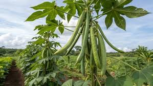 Image result for Canavalia ensiformis